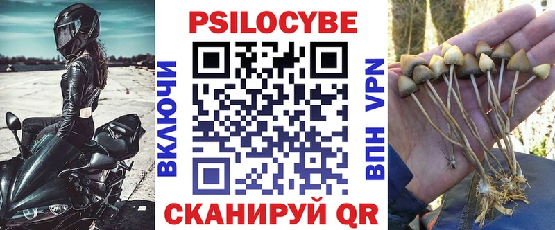 Псилоцибиновые грибы Psilocybe Ветлуга